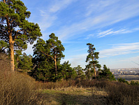 ����������� ������ ������������� ����������� ��������� �� ���� ��������� ���