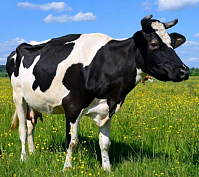 ����������������� ������������ ����������, �������� ���...